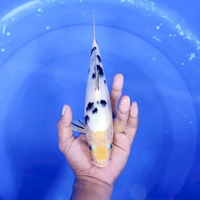 3. Bekko || 26 cm