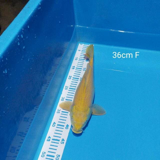karasi MH 36cm