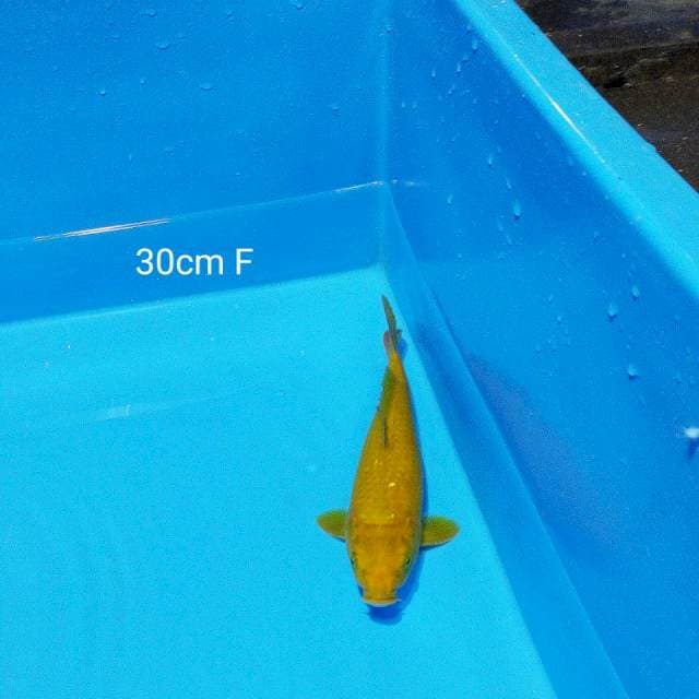 karasi 30cm