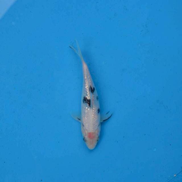 Bekko Ginrin F1