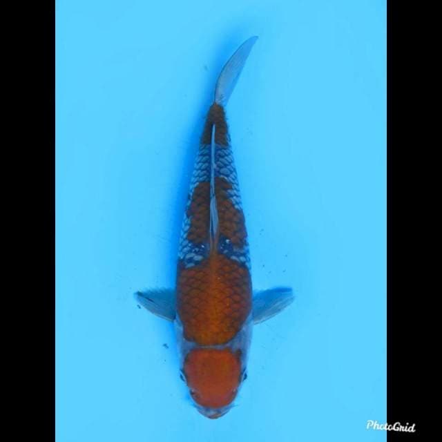26cm Male , Ochiba Prospek 