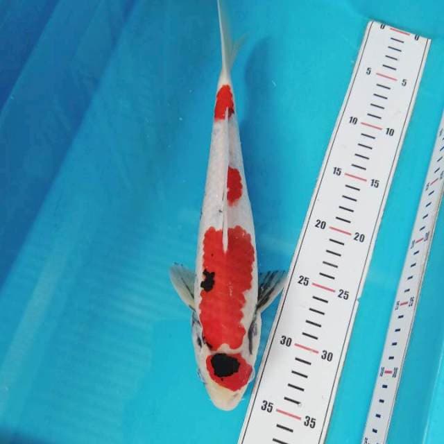 Showa Tategoi 32cm
