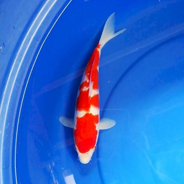 Super red kohaku
