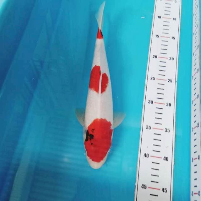 Kindai Showa Tategoi 32cm