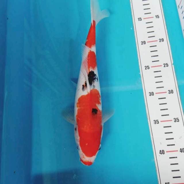 Sanke 30cm