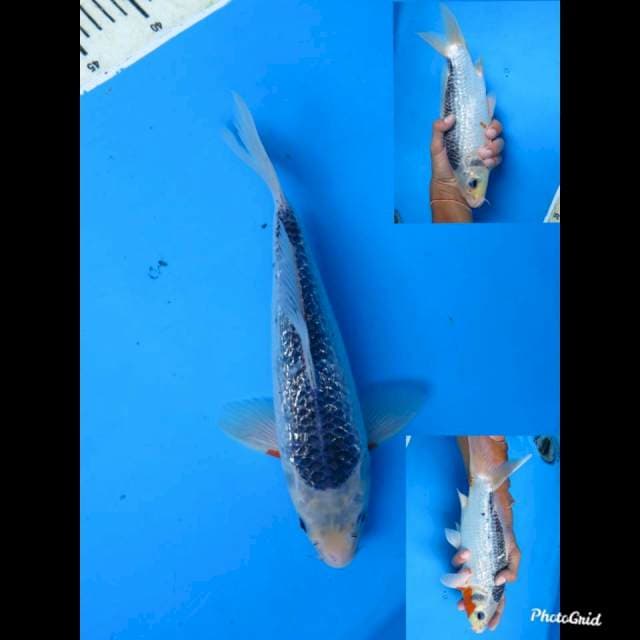 28cm male , Asagi Ginrin