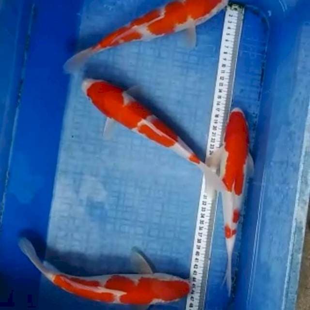 Kohaku Merah Cerah