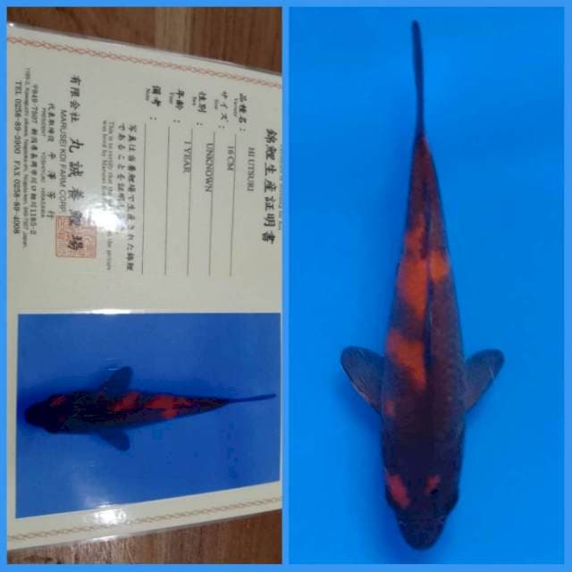 Hi Utsuri Marusei 🇯🇵 20bu