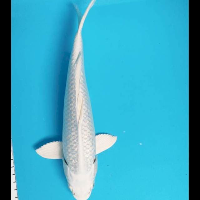 Platinum ginrin male
