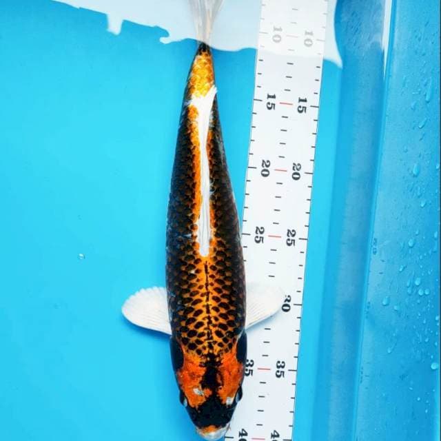 Hikari antique 33cm