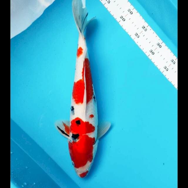 Strong sanke 36cm male