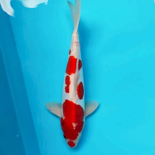 Doitsu kuchibeni 31cm male