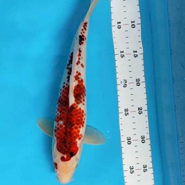 Kanoko goromo 33cm male
