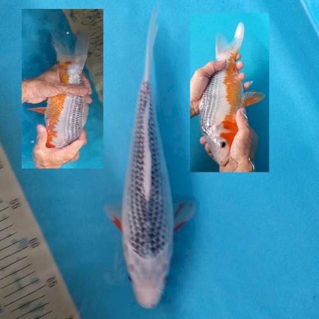 ASAGI SPECIAL Merah tdk Bocor  33cm Fm