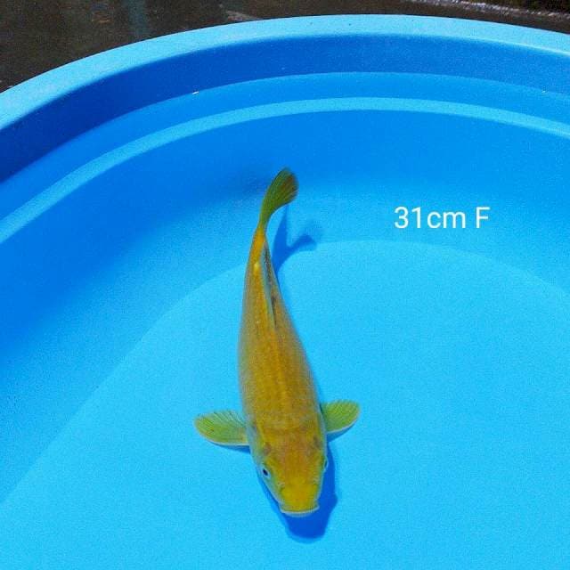 karasi 31cm