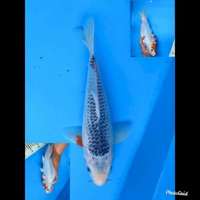 31cm , Male , Asagi