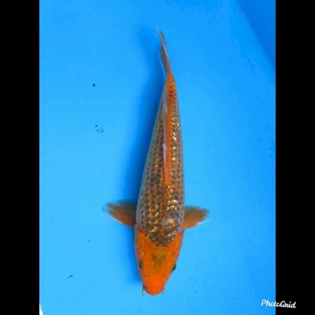 31cm , male , Matsuba Ginrin