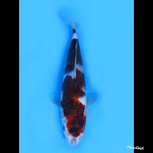 24cm male , Inazuma 