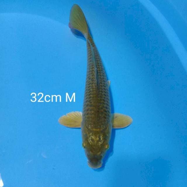 Midori 32cm M