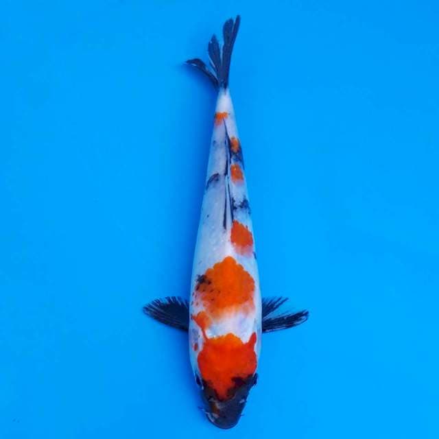 showa 21cm