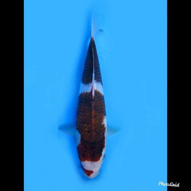 24cm Male , Bahan Budo Goromo