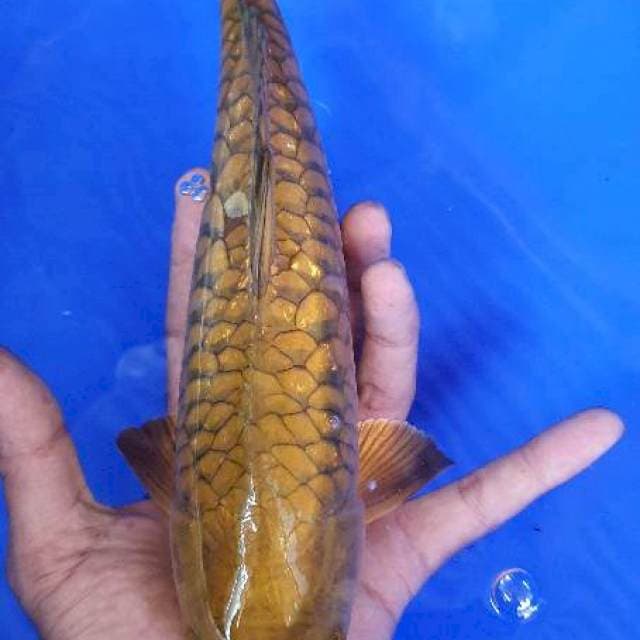 Cagoi aragoke jos