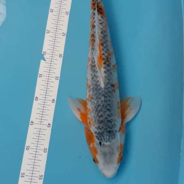 Asagi jantan 50cm