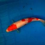 maruten kohaku 29cm