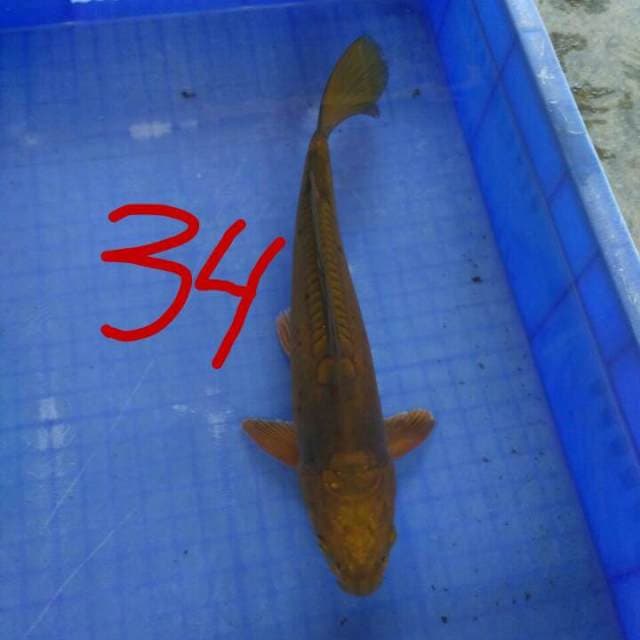 UNIEQ 34