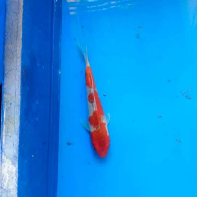 goshiki racing joss 20cm