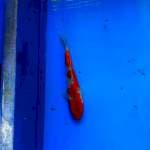 goshiki racing joss 20cm