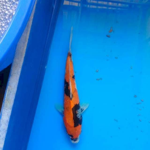 showa punel 30cm