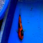 showa punel 30cm