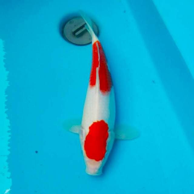 Kohaku Style 35bu