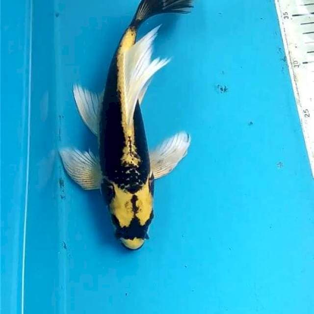 Kumpai 27cm