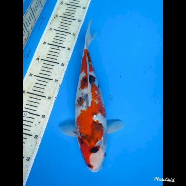 36cm Fml , F1 Showa Tategoi 