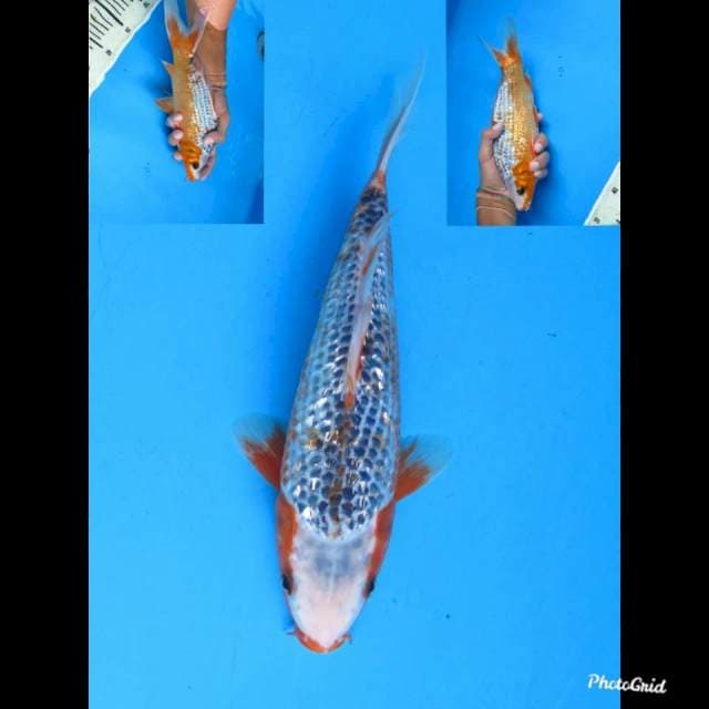 33cm , Fml , Kanoko Ginrin Asagi , Langka !