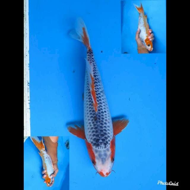 30cm Male , Strong Asagi 