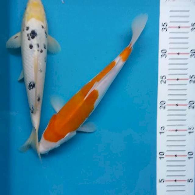 Bekko kohaku