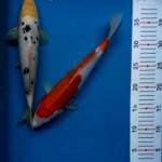 Bekko kohaku