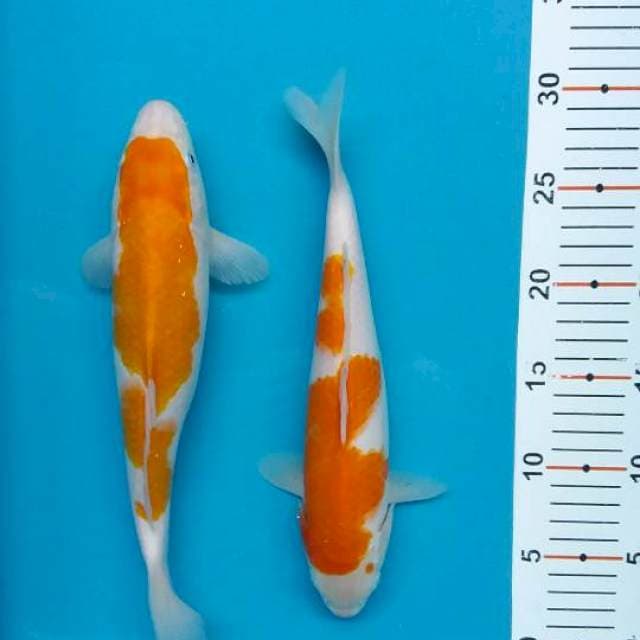 Maruten kohaku
