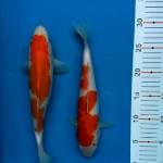 Maruten kohaku