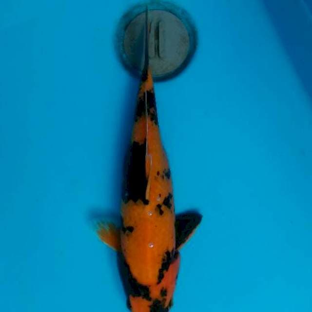Hi utsuri