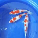 Sanke Kohaku