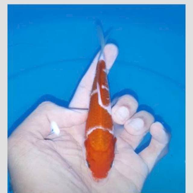 Super kohaku 20bu ready show
