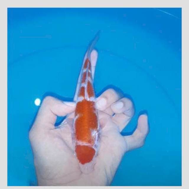 Kohaku maruten (ada kating)