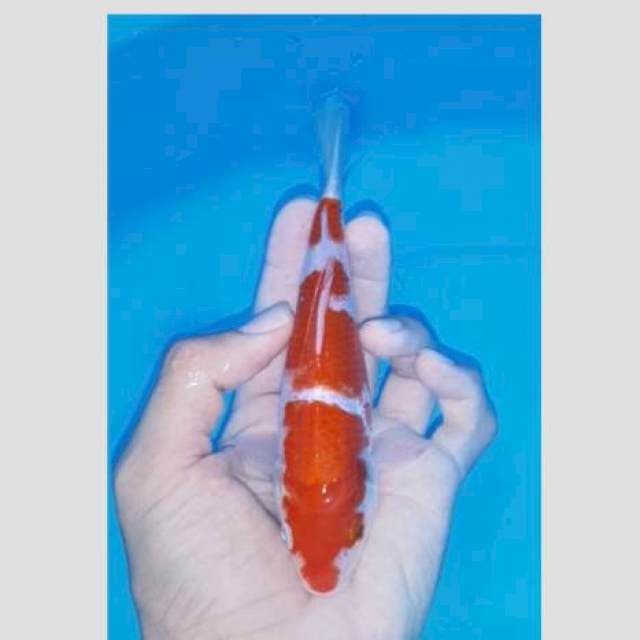 Super kohaku super red 3step
