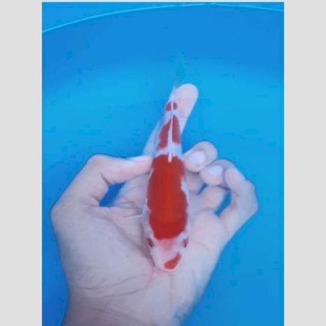 Kohaku f1 original super..20bu
