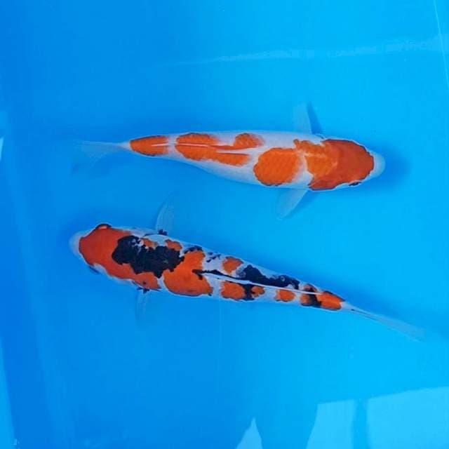 Duet baby showa - kohaku 20bu