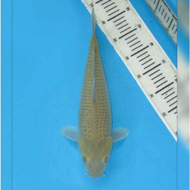 MIDORIGOI F1 - PENJINAK KOLAM